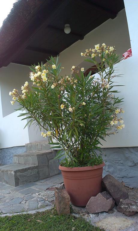 Country House Balaton Paloznak Ngoại thất bức ảnh